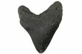 Fossil Megalodon Tooth - South Carolina #164978-1